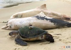 巴西里約熱內盧40日內有近200條海豚死亡 專家分析死于鯨類麻疹