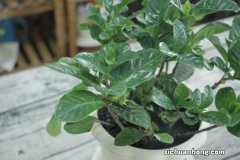 盆栽梔子花怎么澆水