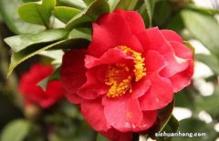 山茶花的護(hù)膚功效 山茶花的功效和作用