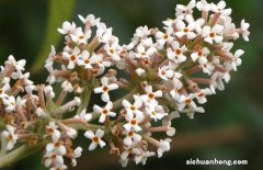 密蒙花治眼方 密蒙花的功效與作用